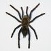Framed Tarantula Spider Halloween Decoration