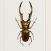 Framed Stag Beetle Archival Mat Insect Display