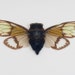 Natural History Display Green Winged Cicada
