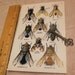 Fly Insect Scientific Prints Illustrations Vintage Book Plates for Mixed Media, Altered Art or Framing Bees Flies Bugs