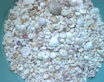 Puka Shells from North Shore, O'ahu, Natural Hawaiian Seashells, Shell Jewelry, Puka Lei, Custom Lots, Bulk Seashells, Hawaiian Seashells