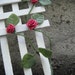 Miniature Red Rose Trellis
