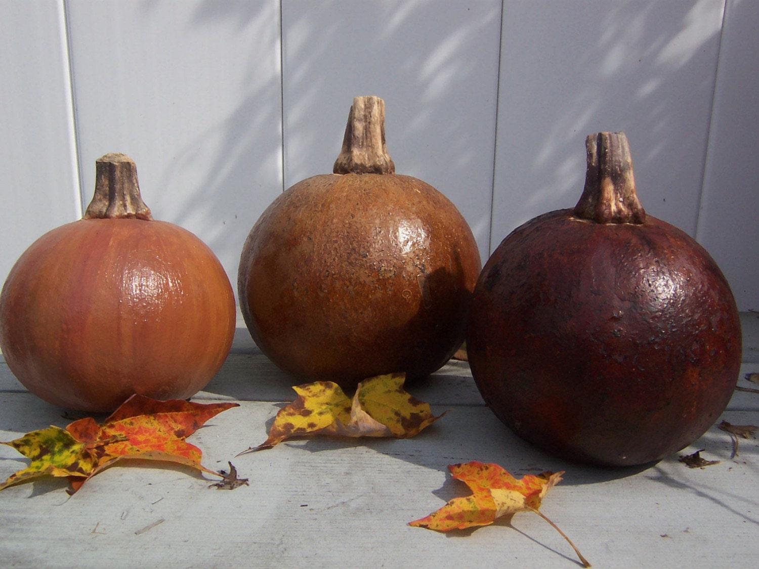 Dried Mini Pumpkins