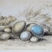 Bird Eggs Art Print