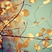 golden aspen - 8x10 fine art photograph