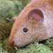 stoneware mousie