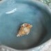 awesome aqua porcelain urchin dish