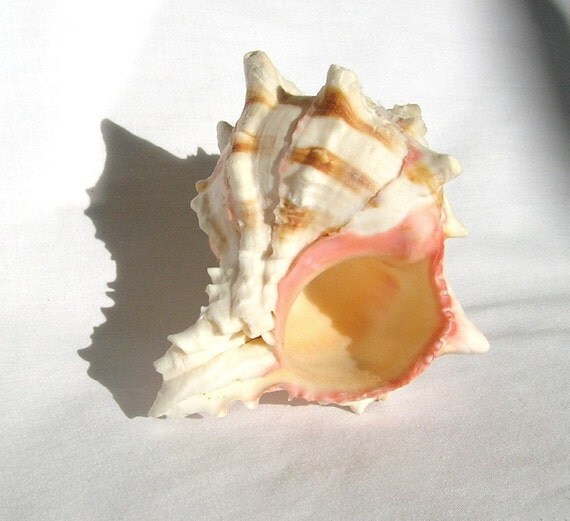 Pink Murex Collector Specimen Seashell