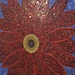 Coffee table big red mosaic flower black walnut and maple