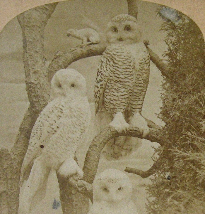 snowy owl taxidermy