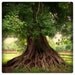 Les Racines numero 2 - 8x8 Fine art photo - Limited Edition
