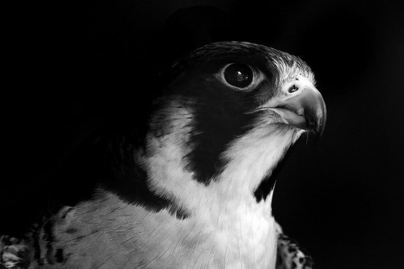 black and white falcon