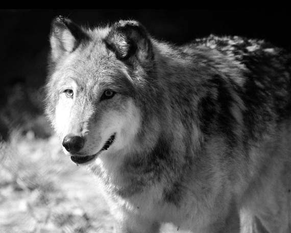 Gray Wolf Photo On the Prowl 8x10 Black and White by StephsShoes