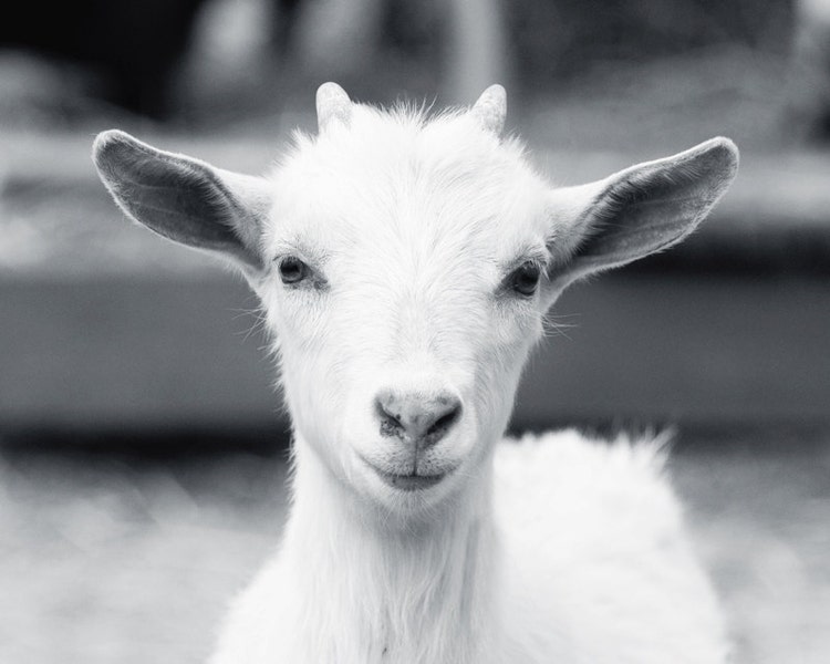 Baby Goat Photo 8x10 Color or Black and White Farm by StephsShoes