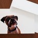 Are you talking to me - Silly Boxer Face - Dog Photo Greeting Card