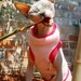 sphynx clothes