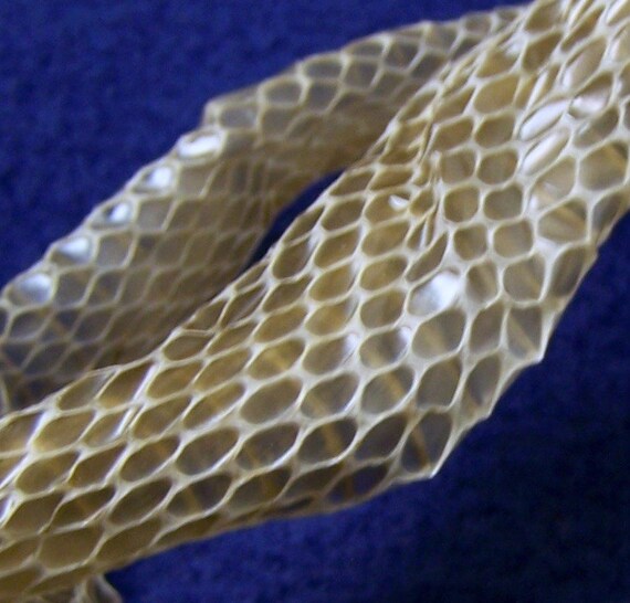 Black Snake Skin Naturally Shed