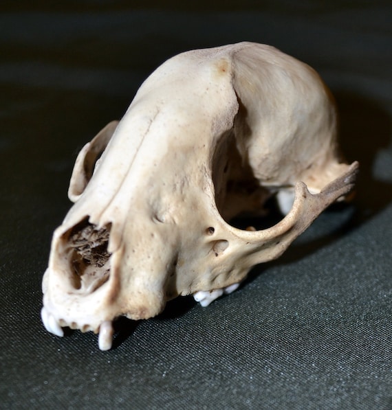 Small Animal Skull