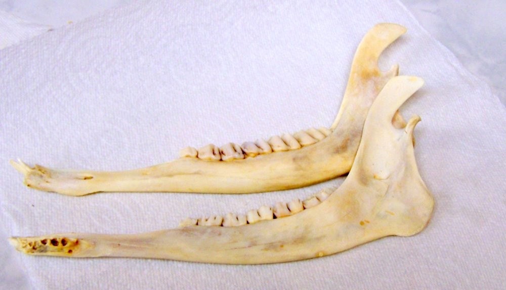 Deer Jaws With Front Teeth