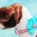 SALE Playful Plaid Dog Collar with Bow, Choose Your Size