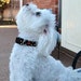Dog Collar Tutorial PLUS Video and BONUS--Make it Yourself, Instructional EBook