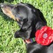 Ranunculus, Rannie, with Glam for Dog Collars, Size Small, Your Choice of Colors