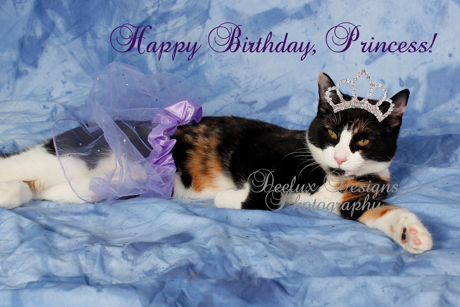 Crazy Cats Card Happy Birthday Princess