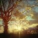 Sweet Dreams. Tree Photography, winter photography, christmas lights, sparkling sunset print. Holiday gift. Landscape photography.