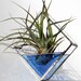 Stained Glass Air Plant Holder - Sconce - Medium Size - Simple, Geometric, Modern - Choose your Color