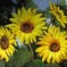 Yellow Sunflowers Oil Painting Original 16x20 Canvas by Cheri Wollenberg