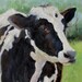 Black and White Holstein Cow Canvas Painting 12x24 Original Oil Painting by Cheri Wollenberg