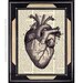 ANATOMICAL HEART art print Human Heart Illustration Anatomy Medical Science vintage dictionary text book page doctor cardiology 8x10, 5x7