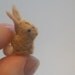 Tiny Bunny