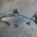 Bone Fish Art Tropical Coastal Beach Metal Wall Sculpture