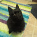 Morgaine Brindle