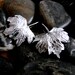 Silver Leaf Earrings. Chandelier Earrings. Abstract Earrings. Silver Leaf Chandelier Earrings