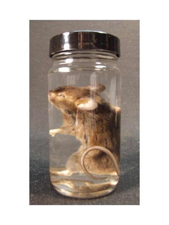 MOUSE SPECIMEN real preserved animal in jar for by ChimeraCurio