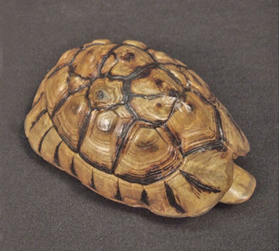 DEFORMED TORTOISE SHELL rare pathological reptile by ChimeraCurio