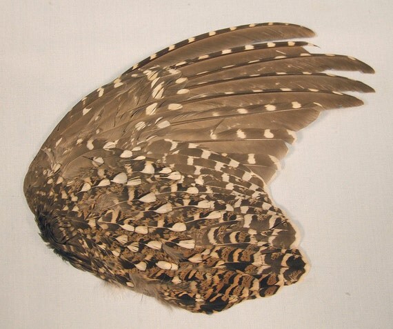 DAPPLED GROUSE WING item B real bird parts for by ChimeraCurio