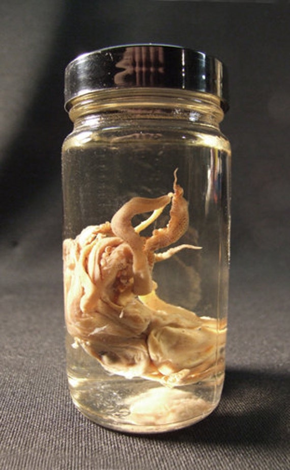 SQUID SPECIMEN real preserved sea animal in jar by ChimeraCurio