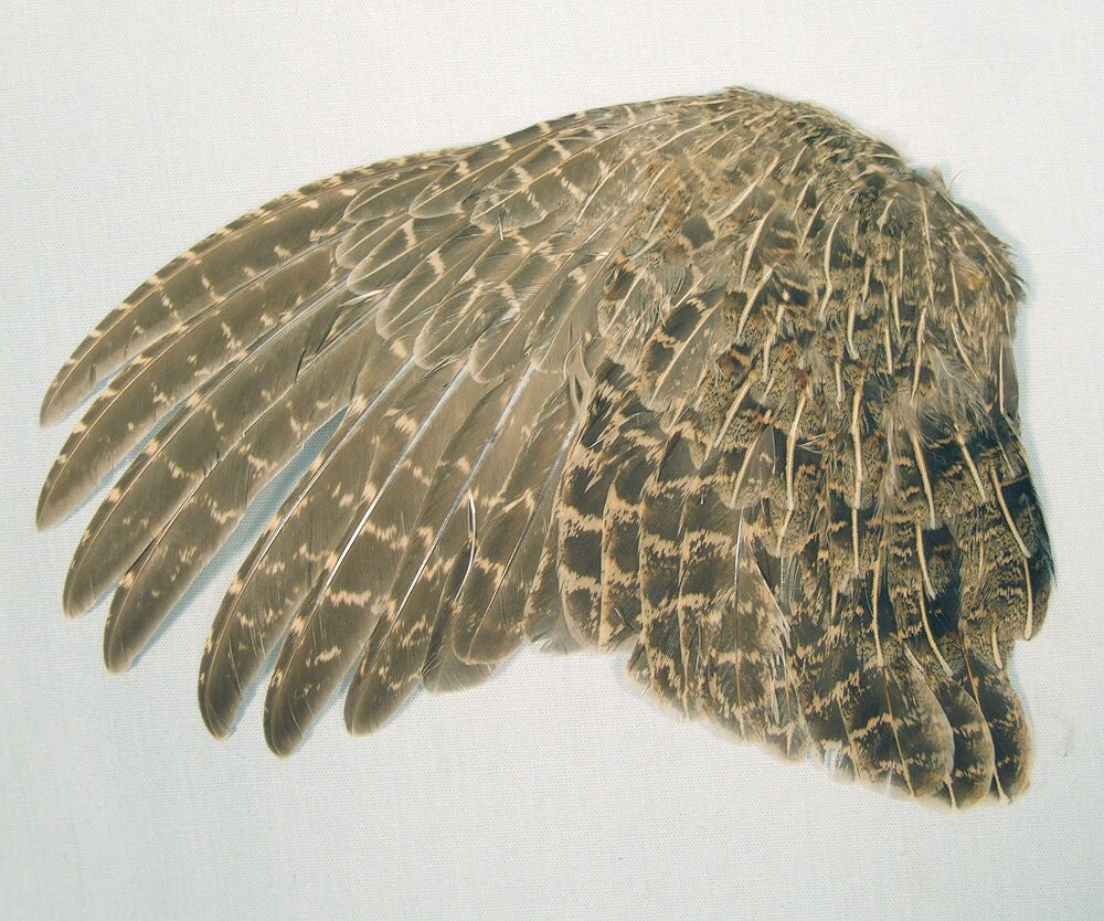 ENGLISH PARTRIDGE WING real bird parts for by ChimeraCurio on Etsy