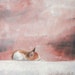 original oil painting of a sleeping cat