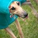Polartec Fleece Winter Coat with Drawstring Snood - Turquoise and Polka-Dot Flannel