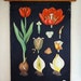 vintage botanical wall hanging, educational poster with red tulip, from Germany