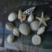 Seashells - One Dozen for Wedding Bouquets or Centerpieces