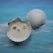 Mermaids Tide Pool Soy Wax Seashell Candle