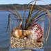 BEACH DECOR, seashell arrangement in glass, coastal decor, small cube, sea grasses, spiral shells, pectens