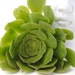 succulent plant cutting spring green aeonium desert garden
