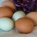 Half Dozen Hand Blown Chicken Eggs for Crafts or Pysanky