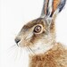 Brown Hare Leveret - original artwork in watercolour